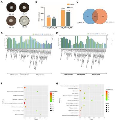 Comparative Transcriptome Analysis Provides Insights Into the Mechanism by Which 2,4-Dichlorophenoxyacetic Acid Improves Thermotolerance in Lentinula edodes